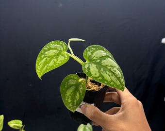 Scindapsus Argyraeus Fatamorgana Variegated Rare Live Exotic