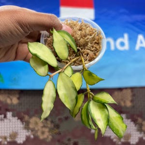 Hoya Lacunosa Souma