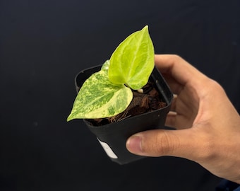 Anthurium Forgetii Var x (Angela x Black Widow) - Rare Variegated Aroid - Exact Plant Pictured - Fully Rooted - USA Acclimated Houseplant