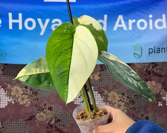 Syngonium Chiapense - Rare Plant Exact Plant Pictured, USA Acclimated