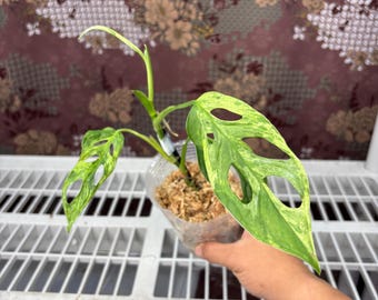 Monstera Adansonii Variegated Indonesia -  Rare plant, Exact Plant Pictured, Acclimated in USA