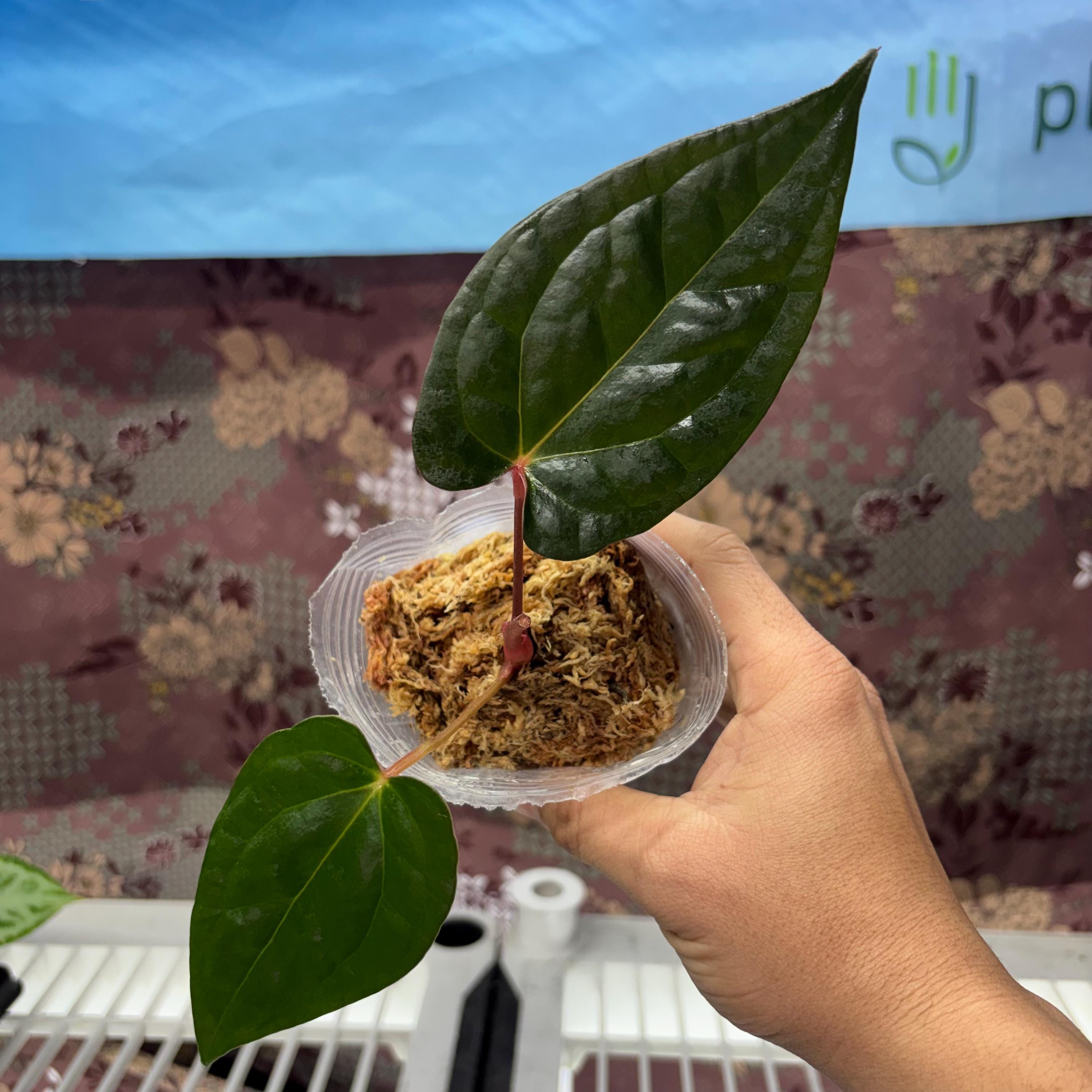 Anthurium Night Queen - Etsy