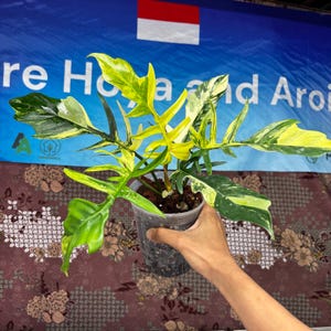 Philodendron Florida Beauty x Tortum