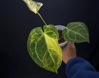 Anthurium Forgetii Var x (Angela x Black Widow)- Rare Variegated Aroid - Exact Plant Pictured - Fully Rooted - USA Acclimated Houseplant