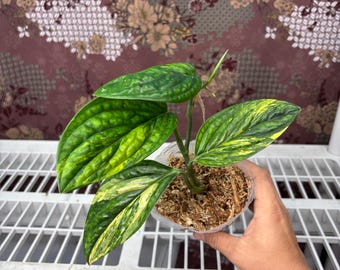 Monstera Karstenianum Variegated -  Rare plant, Exact Plant Pictured, Acclimated in USA