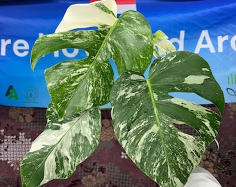 Monstera White Tiger - Rare Plant, Exact Plant Pictured,  Acclimated in USA