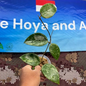 Hoya Verticillata Super Splash
