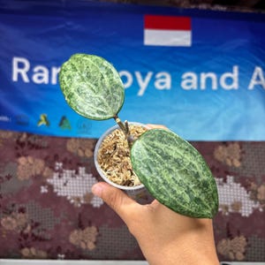 Hoya Latifolia Sp Silver