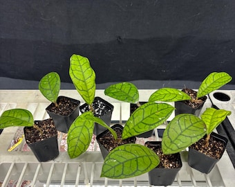 Hoya Callisthophyla vena - Exact Plant , Choose Your Plant