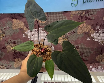 Seed Grown Anthurium Black Sweet X Fort Sherman Starter Plant (ALL