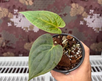 Anthurium Dark Phoenix x Self  - Rare plant, Exact Plant Pictured, Acclimated in USA