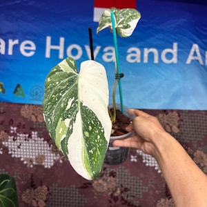 Philodendron Gloriosum Variegated