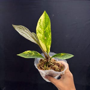 bonsai ikea groß S-Shape Bonsai