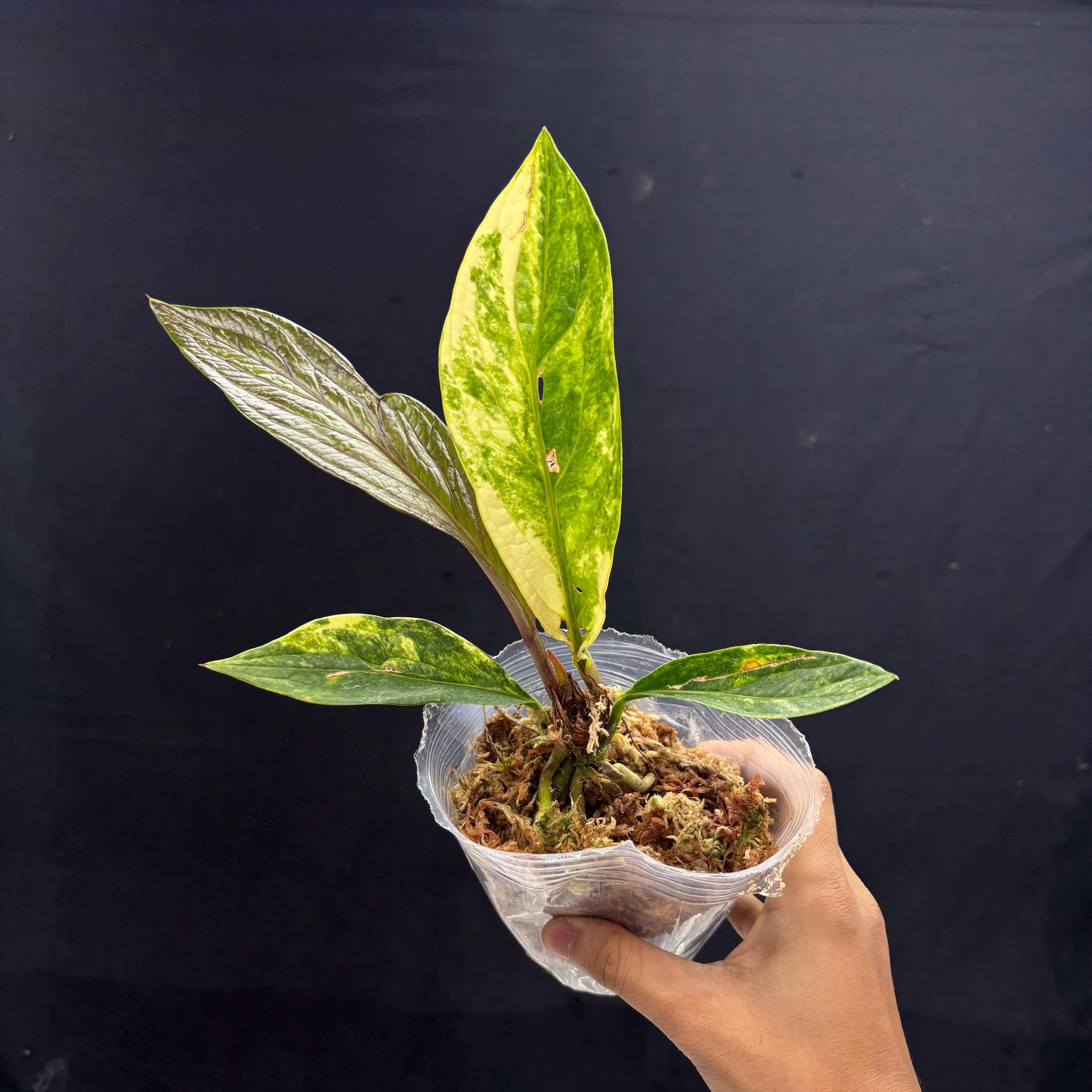 Anthurium Jenmanii Var Exact Acclimated Specimen, USA Ready - Etsy