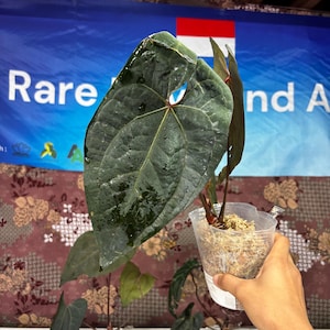 Anthurium Ace Of Spades x Red Velvet Dark Phoenix