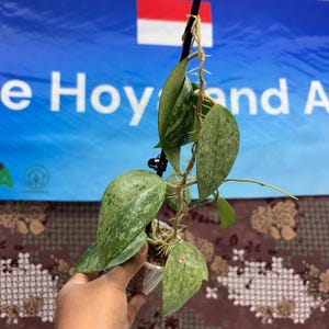 Hoya Verticillata Super Splash