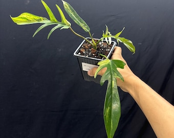 Philodendron Flobe x Tortum -  Exact Plant Pictured, Fully Rooted, Acclimated in USA