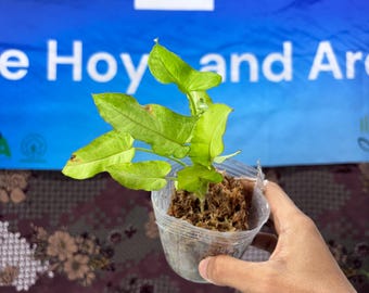 Syngonium Ribbon Lemon