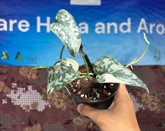 Scindapsus Argyraeus Fatamorgana Variegated Rare Live Exotic