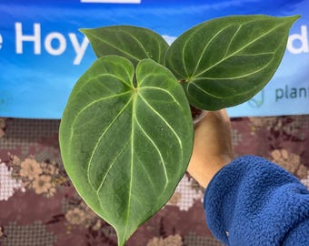 Hoya Sp Aceh Butterfly Cutting, Rooted Tropical Houseplant, Collector Plant