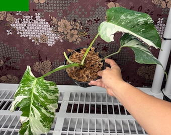 Monstera Albo Variegated -  Rare plant, Exact Plant Pictured, Acclimated in USA