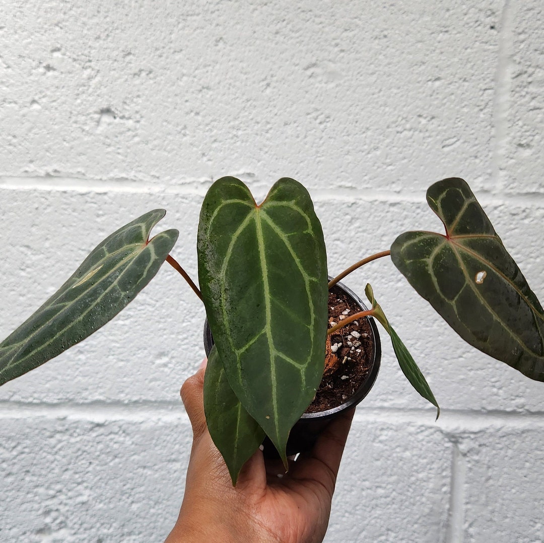 Anthurium BVIT X zara X Michelle Etsy