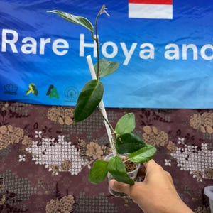 Hoya Flores