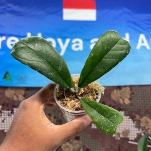 Hoya Sp Aceh Butterfly