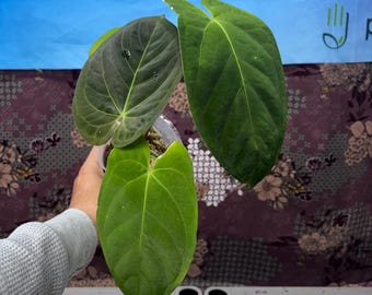 Anthurium Crystal papil X DP