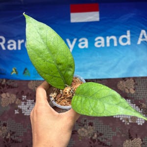 Hoya Sp Aceh Shogun 02