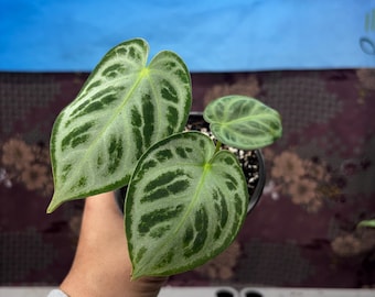 Anthurium Dorayaki Silver