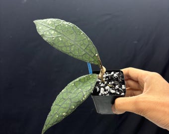 Hoya Clemensiorum Jurrasica - Rare Hoya Plant Rooted Cutting Live Tropical Houseplant