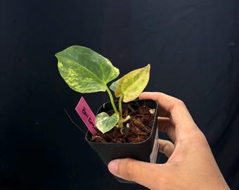 Anthurium Forgetii Var x (BVIT x ZM) -  Exact Plant Pictured, Fully Rooted, Acclimated in USA