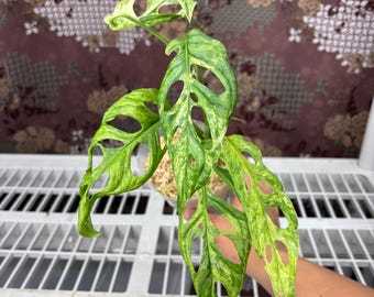 Monstera Adansonii Variegated Indonesia -  Rare plant, Exact Plant Pictured, Acclimated in USA