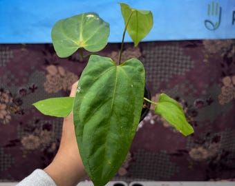 Anthurium Papil x Black Sweet