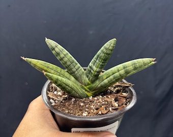 Sansevieria Cylindrica Var. Patula Boncel Rare Succulent Live Plant  'starfish' - Etsy