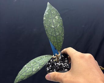 Hoya Clemensiorum Jurrasica - Rare Hoya Plant Rooted Cutting Live Tropical Houseplant
