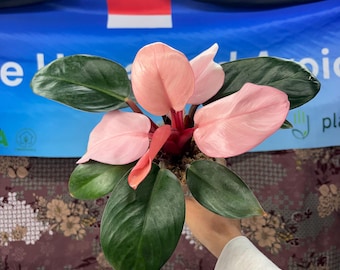 Philodendron pink congo - Rare Plant, Exact Plant Pictured,  Acclimated in USA