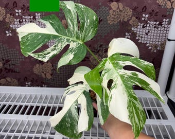 Monstera Albo Variegated -  Rare plant, Exact Plant Pictured, Acclimated in USA
