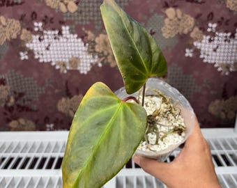 Anthurium Blue papil x indo portilae -  Rare plant, Exact Plant Pictured, Acclimated in USA