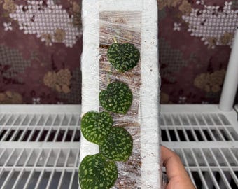 Scindapsus Snake Scale -  Rare plant, Exact Plant Pictured, Acclimated in USA