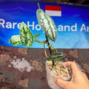 Scindapsus Tricolor