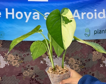 Syngonium Chiapense - Rare Plant Exact Plant Pictured, USA Acclimated