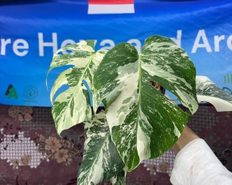Monstera White Tiger - Rare Plant, Exact Plant Pictured,  Acclimated in USA