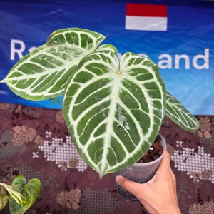 Anthurium King of Spades X Red Crystallinum - Etsy