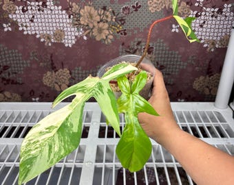 Philodendron Flobe x Squamy -  Rare plant, Exact Plant Pictured, Acclimated in USA