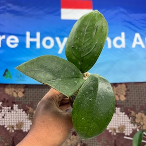 Hoya Sp Cikidang