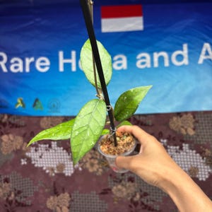 Hoya Sp Aceh Shogun 02