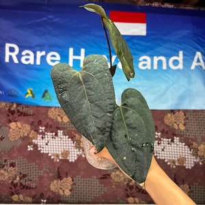 Anthurium Ace Of Spades x Red Velvet Dark Phoenix