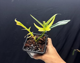 Philodendron Flobe x Tortum -  Exact Plant Pictured, Fully Rooted, Acclimated in USA